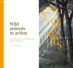 Mẫu giao diện website story